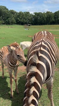 Lake Hartwell Wildlife Safari Park photo 2