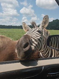Lake Hartwell Wildlife Safari Park photo 3