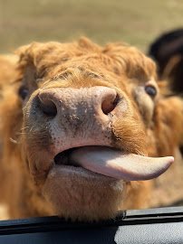 Lake Hartwell Wildlife Safari Park photo 4