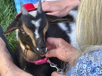Happy Hooves mobile petting zoo photo 2
