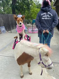 Happy Hooves mobile petting zoo photo 4