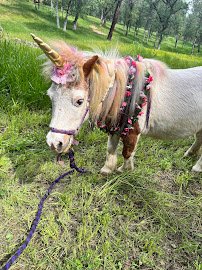 Happy Hooves mobile petting zoo photo 6