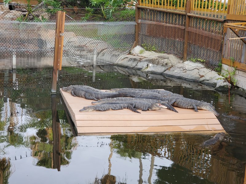 Smugglers Cove Adventure Golf photo 3