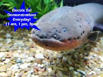 Medicine Park Aquarium and Natural Sciences Center