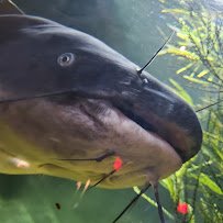 Medicine Park Aquarium and Natural Sciences Center photo 4