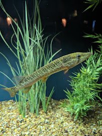 Medicine Park Aquarium and Natural Sciences Center photo 5