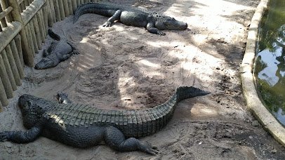 St. Augustine Alligator Farm Zoological Park photo 2