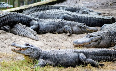 St. Augustine Alligator Farm Zoological Park photo 3
