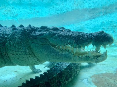 St. Augustine Alligator Farm Zoological Park photo 4