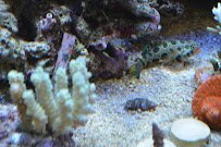 Premium Aquatics photo 2