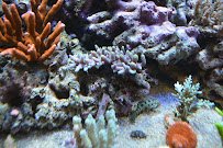 Premium Aquatics photo 4