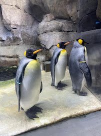 Helzberg Penguin Plaza