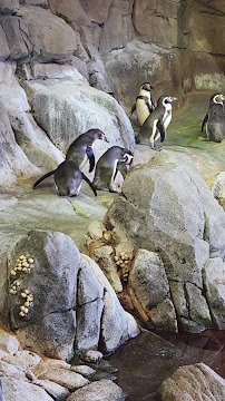 Helzberg Penguin Plaza photo 2