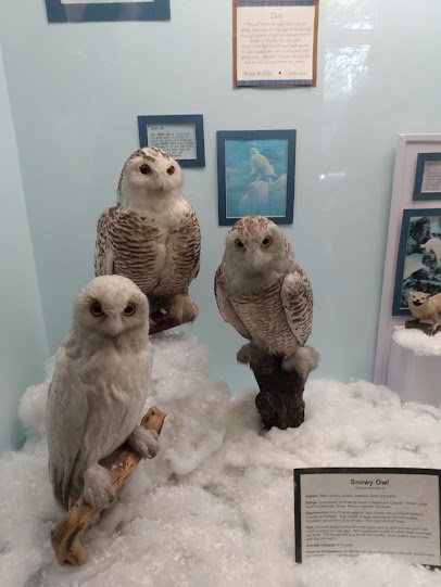Elgin Public Museum photo 3