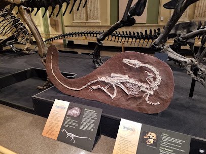 Dinosaur Discovery Museum photo 4