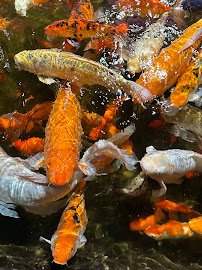 Woodbridge Aquarium & Wildlife photo 4