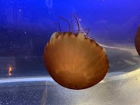 Aquarium Services of Oregon LLC.