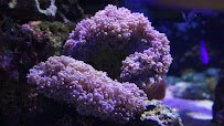 Aquarium Services of Oregon LLC. photo 4