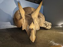 Saint Louis Science Center photo 6