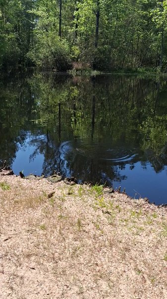 The Crosby Arboretum photo 2