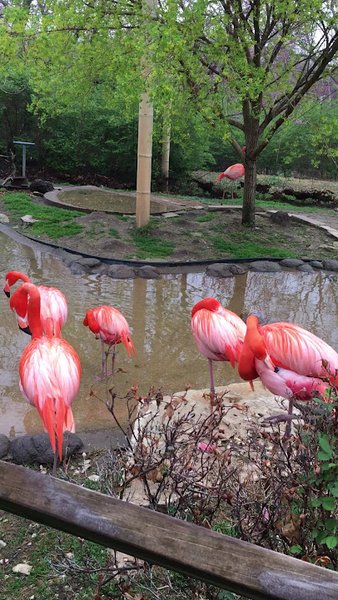 Sunset Zoo photo 2