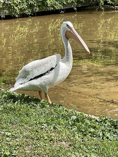 Sunset Zoo photo 6