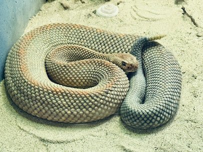 Holden Reptile Conservation Center photo 3