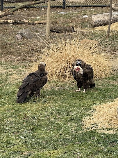 Holden Reptile Conservation Center photo 5