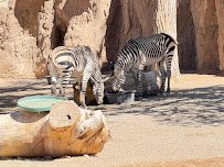 ABQ BioPark Zoo photo 4