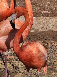 ABQ BioPark Zoo photo 6