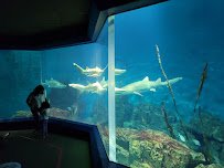 The Maritime Aquarium at Norwalk photo 3