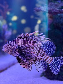 The Maritime Aquarium at Norwalk photo 4