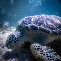 The Maritime Aquarium at Norwalk photo 6