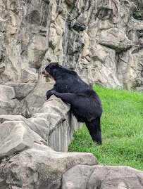 Andean Bear Exhibit