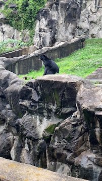 Andean Bear Exhibit photo 2
