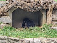Andean Bear Exhibit photo 3