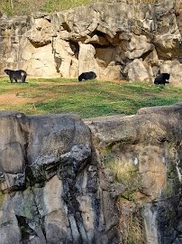 Andean Bear Exhibit photo 4