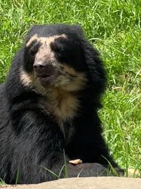 Andean Bear Exhibit photo 5