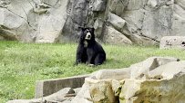 Andean Bear Exhibit photo 6