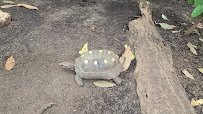 Tropical Encounters photo 2
