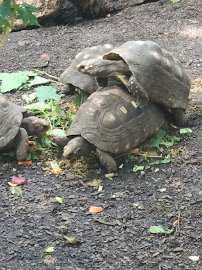 Tropical Encounters photo 4