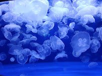 Downtown Aquarium photo 4