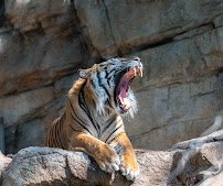 Downtown Aquarium photo 5