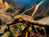 Daytona Aquarium & Rainforest Adventure photo 4