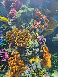Daytona Aquarium & Rainforest Adventure photo 6