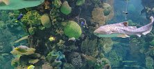 Discovery Reef photo 2