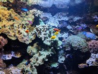 Discovery Reef photo 4