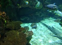 Discovery Reef photo 5