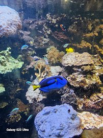 Discovery Reef photo 6