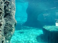 Sea Lion Cove